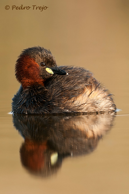 Zampullin chico (Tachybaptus ruficollis)